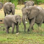 Ученые выяснили, что привело к массовой гибели слонов в Африке, но причина в другом